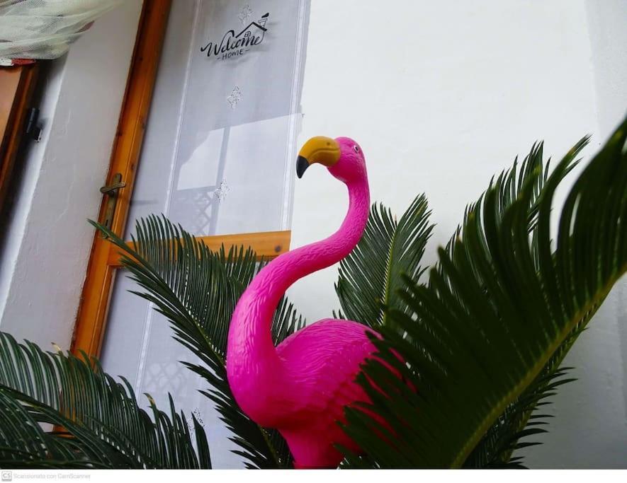 Casa Flamingo House * San Teodoro (Sardinia)
